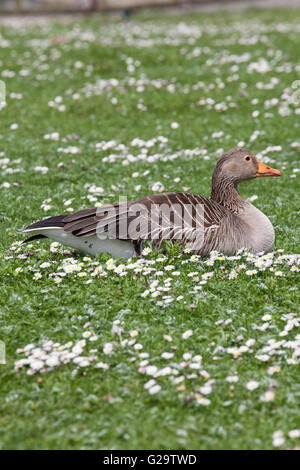 Oie cendrée couché dans un champ de marguerites au printemps Banque D'Images