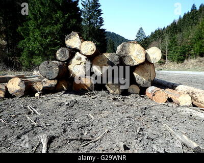 Gros tas de bois dans la forêt, Banque D'Images