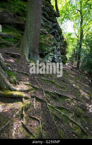 Les racines des arbres au-dessous des pierres à Alderley Edge dans le Cheshire. Un mystérieux plein de mythes et légendes. Banque D'Images