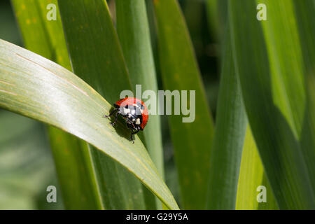 Kleiner Marienkäfer auf einen Grashalm Petite coccinelle sur un brin d'herbe Banque D'Images