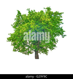 Arbre à feuilles caduques isolé sur fond blanc Banque D'Images