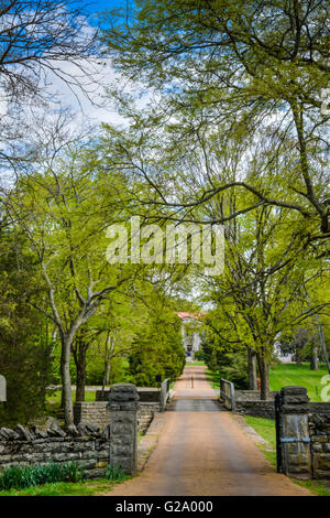 La longue allée d'arbres à baldaquin avec des murs en pierre mènent à l'hôtel particulier à la Belle Meade plantation près de Nashville, TN Banque D'Images