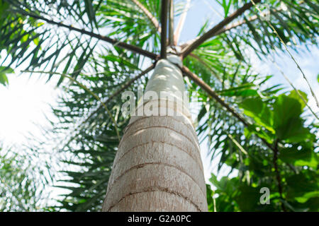 Bananier de dessous vers le haut Banque D'Images