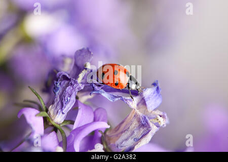 Seul mignon coccinelle sur campanules violettes dans le jardin au printemps Banque D'Images