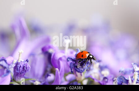 Seul mignon coccinelle sur campanules violettes dans le jardin au printemps Banque D'Images