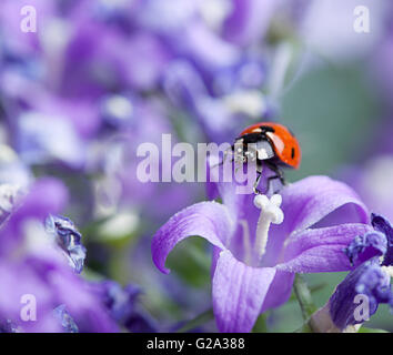 Seul mignon coccinelle sur campanules violettes dans le jardin au printemps Banque D'Images