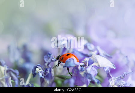 Seul mignon coccinelle sur campanules violettes dans le jardin au printemps Banque D'Images