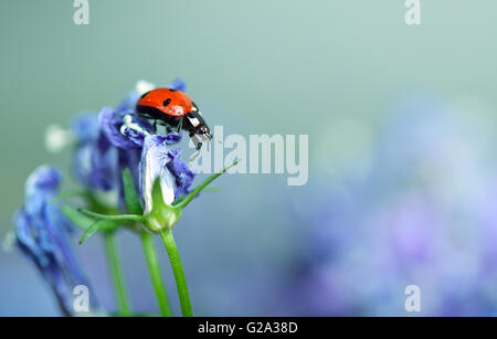 Seul mignon coccinelle sur campanules violettes dans le jardin au printemps Banque D'Images