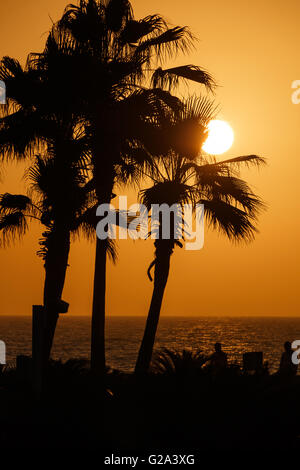 Vue sur le coucher du soleil derrière les palmiers Banque D'Images
