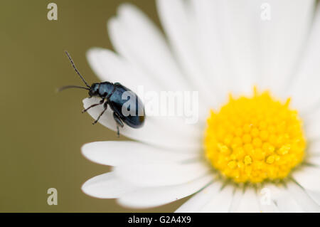 Un bleu métal Altise (Chrysomelidae) debout sur le pétale d'une politique commune (Daisy) Bellis perennis. Banque D'Images