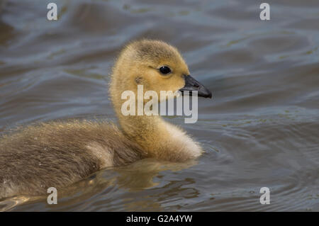 Une bernache du Canada (Branta canadensis) gosling sur un étang. Banque D'Images