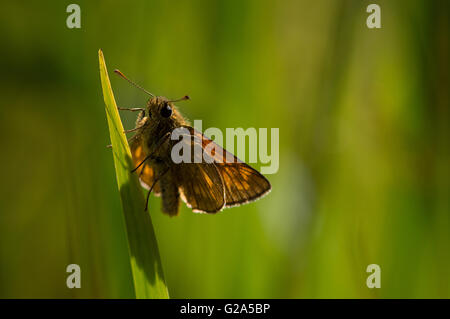 Un grand patron papillon (Ochlodes sylvanus) sur un brin d'herbe. Banque D'Images