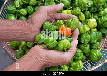 Deux mains tenant un piment rouge sur un lit de piments verts au-dessus d'un panier sur piments verts à Cienfuegos Cuba Banque D'Images
