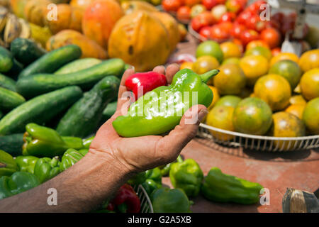 Une main tenant un livre vert et le poivron rouge contre plus de légumes à Cienfuegos Cuba Banque D'Images