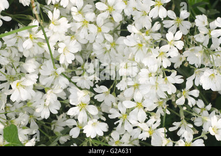 Oreille de souris, le mouron blanc de printemps fleurs Banque D'Images