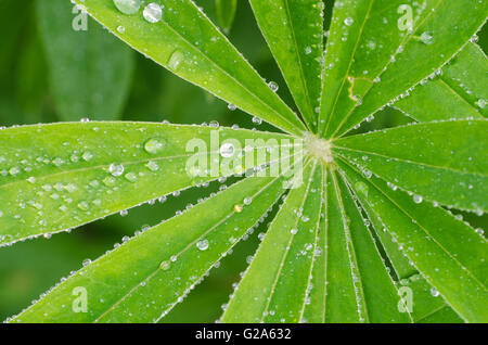 Macro de gouttes d'eau sur les feuilles de lupin vert Banque D'Images