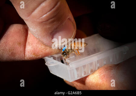 La Reine en préparation pour l'expédition, de l'apiculture Banque D'Images