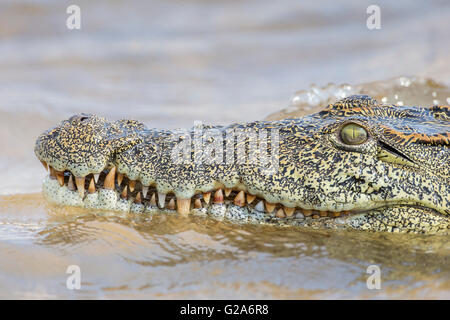 Le crocodile du Nil (Crocodylus niloticus), Zambèze, le sud de la Zambie Banque D'Images