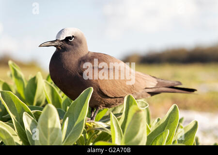 Noddi brun (Anous stolidus) assis entre les feuilles, Lady Elliot Island, Queensland, Australie Banque D'Images