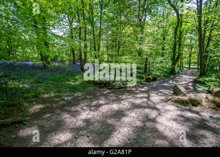 Blue Bell Wood en pleine floraison à l'ail sauvage Fleurs Banque D'Images