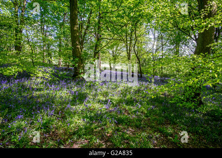 Blue Bell Wood en pleine floraison à l'ail sauvage Fleurs Banque D'Images