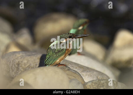 Kingfisher (Alcedo atthis commune).Parc national Corbett, uttara côté, l'Inde Banque D'Images