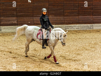 La Slovénie et la côte de Lipica Kras -le premier événement équestre de l'2016 chevaux lipizzans -exposition de jeunes étalons début de l'école d'équitation classique Banque D'Images