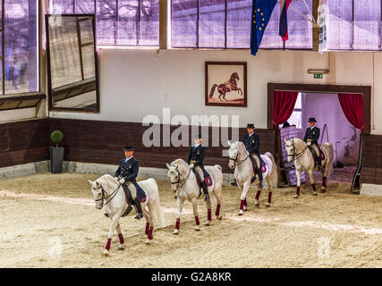 La Slovénie et la côte de Lipica Kras -le premier événement équestre de l'2016 chevaux lipizzans -Square École de danse Banque D'Images