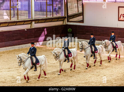 La Slovénie et la côte de Lipica Kras -le premier événement équestre de l'2016 chevaux lipizzans -Square École de danse Banque D'Images