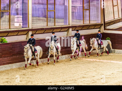 La Slovénie et la côte de Lipica Kras -le premier événement équestre de l'2016 chevaux lipizzans -Square École de danse Banque D'Images