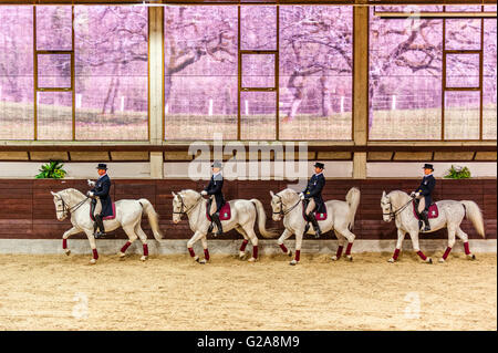 La Slovénie et la côte de Lipica Kras -le premier événement équestre de l'2016 chevaux lipizzans -Square École de danse Banque D'Images