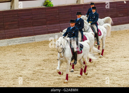 La Slovénie et la côte de Lipica Kras -le premier événement équestre de l'2016 chevaux lipizzans -Square École de danse Banque D'Images