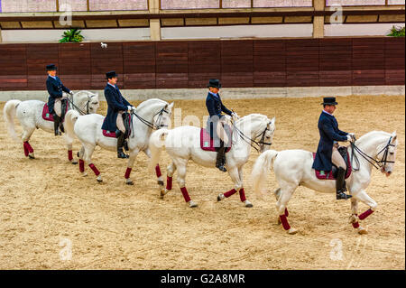 La Slovénie et la côte de Lipica Kras -le premier événement équestre de l'2016 chevaux lipizzans -Square École de danse Banque D'Images