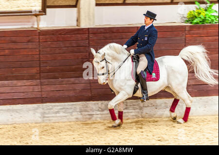 La Slovénie et la côte de Lipica Kras -le premier événement équestre de l'2016 chevaux lipizzans -Square École de danse Banque D'Images