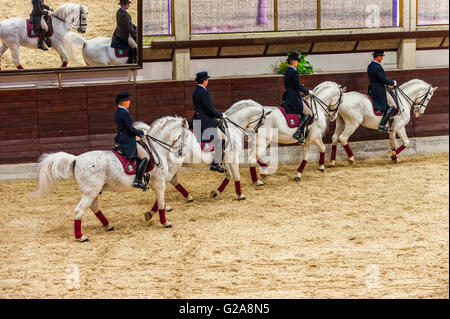 La Slovénie et la côte de Lipica Kras -le premier événement équestre de l'2016 chevaux lipizzans -Square École de danse Banque D'Images