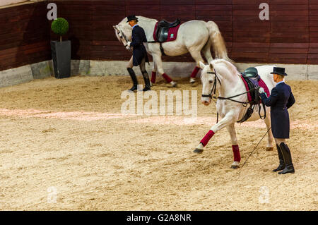 La Slovénie et la côte de Lipica Kras -le premier événement équestre de l'2016 lipizzan Banque D'Images