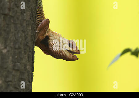 Jardin commun, lézard Calotes versicolor. La Réserve de tigres de Tadoba, Maharashtra, Inde Banque D'Images