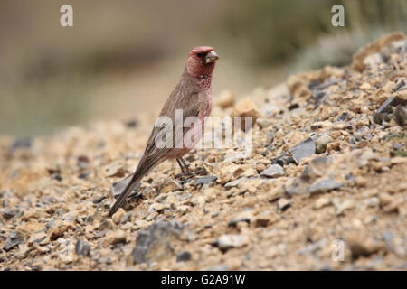 Grand rosefinch, carpodacus rubicilla ladakh, Jammu-et-Cachemire, l'Inde Banque D'Images