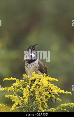 Bulbul de l'Himalaya, Bulbul à joues blanches, Pycnonotus leucogenys, Mukteshwar, Uttarakhand, Inde Banque D'Images