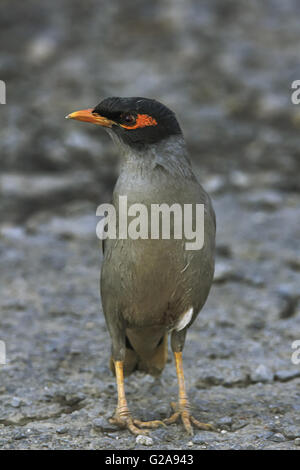 Jungle myna acridotheres fuscus. velavadar, parc national, Gujarat, Inde Banque D'Images