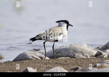 Sociable vanellus duvaucelii, rivière, fleuve Chambal, Rajasthan, Inde Banque D'Images