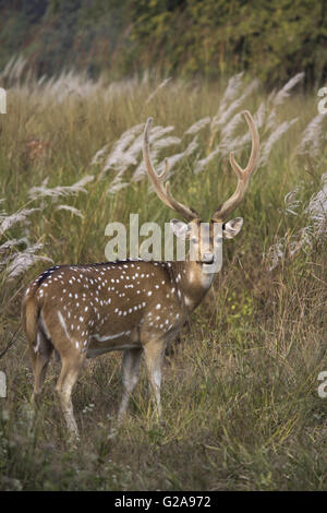 Spotted deer ou chital, Axis axis, bandhavgarh tiger reserve, Madhya Pradesh, Inde Banque D'Images