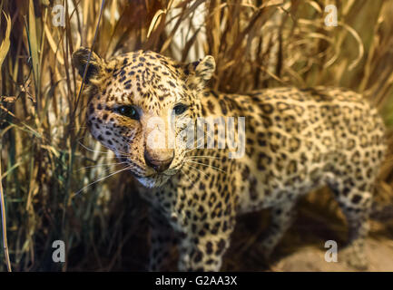 Un ancien leopard peluche représenté dans l'herbe haute. Banque D'Images