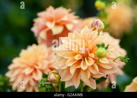 Dahlia fleurs orange en pleine floraison jardin libre Banque D'Images