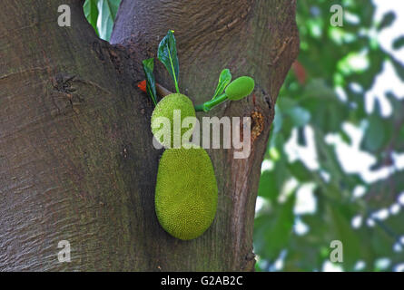 Close-up de jack d'offres (Artocarpus heterophyllus) fruits dans l'arbre. Également appelé Chakka dans le Kerala, où le fruit est issue Banque D'Images