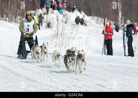 Les courses de chiens de traîneau du Kamtchatka ou course de chiens de traîneau sprint Yelizovsky . Musher sportif exécute traineau sur piste enneigée. Banque D'Images