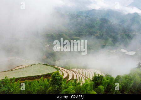 Les terrasses de riz rempli d'eau dans la brume du matin dans la montagne, dans la province de Guangxi, Chine Banque D'Images