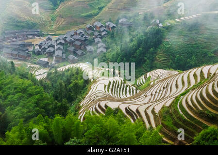 Les terrasses de riz rempli d'eau dans la brume du matin dans la montagne, dans la province de Guangxi, Chine Banque D'Images