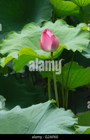 Étang de Lotus, Suzhou, Province de Jiangsu, Chine Banque D'Images