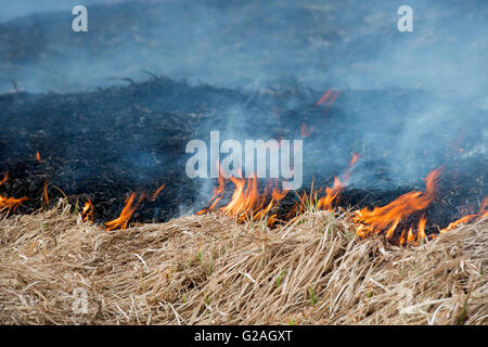 La combustion de l'herbe sèche au début du printemps Banque D'Images